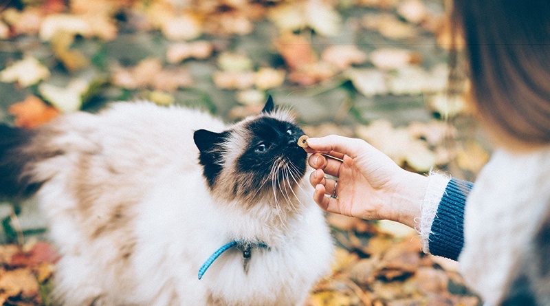 حيوانات قادرة على البقاء من دون طعام