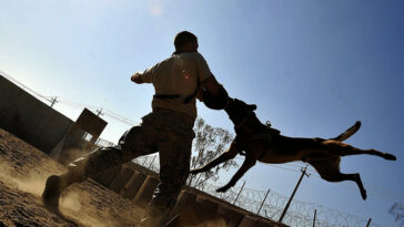 رجل يعض كلبا