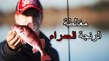 مغالطة الرنجة الحمراء