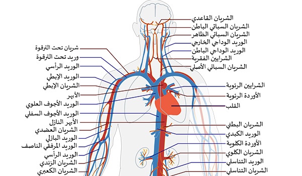 الشريان الأبهر