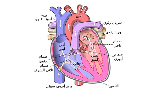 قلب الإنسان
