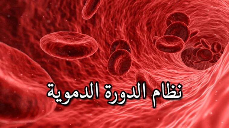 اختبار نظام الدورة الدموية