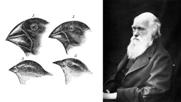 اختبار نظرية التطور