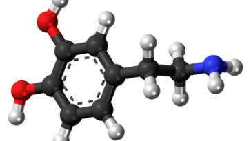 الهرمونات وأثرها في سلوك الإنسان